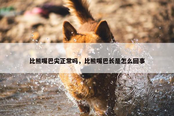 比熊嘴巴尖正常吗，比熊嘴巴长是怎么回事