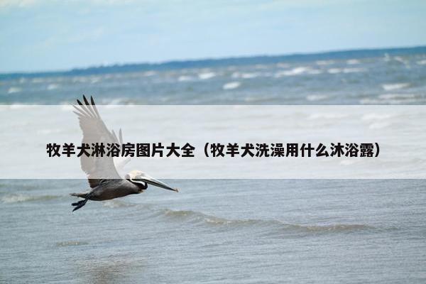 牧羊犬淋浴房图片大全（牧羊犬洗澡用什么沐浴露）