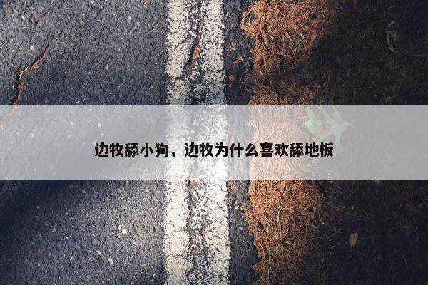 边牧舔小狗，边牧为什么喜欢舔地板