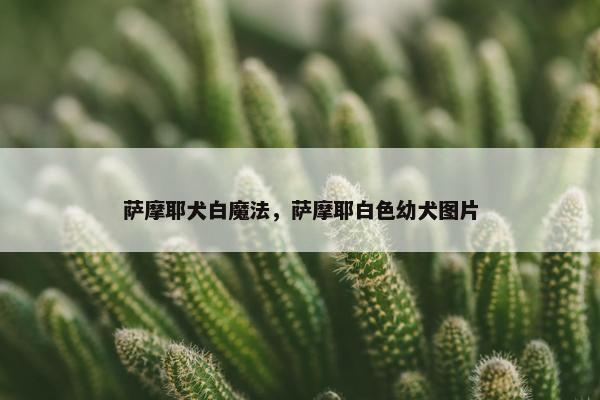 萨摩耶犬白魔法，萨摩耶白色幼犬图片