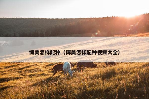 博美怎样配种（博美怎样配种视频大全）