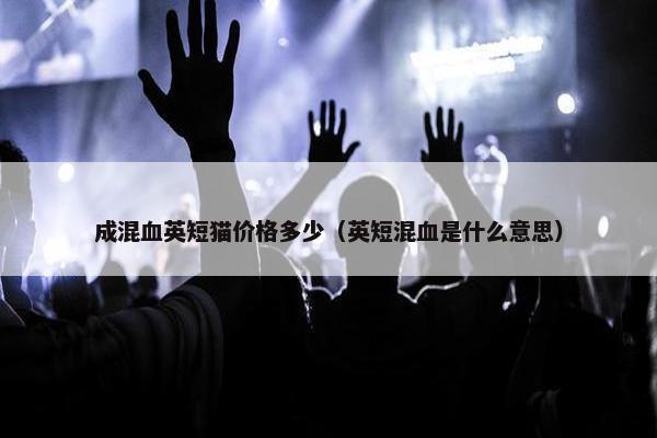 成混血英短猫价格多少（英短混血是什么意思）