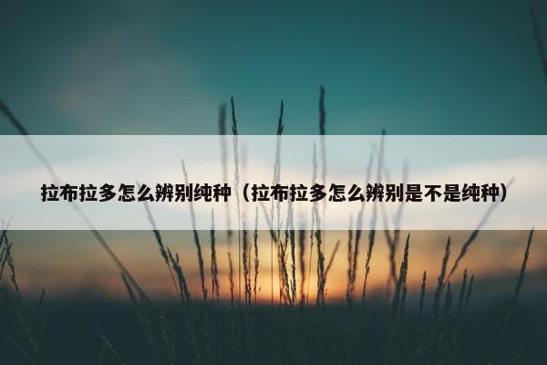 拉布拉多怎么辨别纯种（拉布拉多怎么辨别是不是纯种）