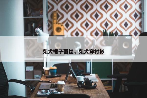 柴犬裙子蕾丝，柴犬穿衬衫
