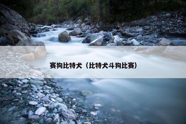 赛狗比特犬（比特犬斗狗比赛）