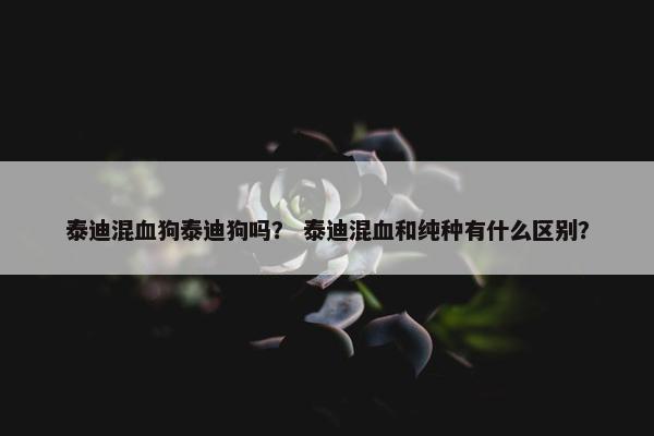泰迪混血狗泰迪狗吗？ 泰迪混血和纯种有什么区别？