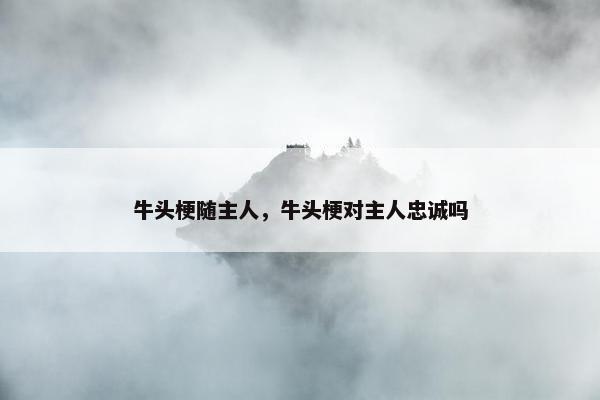牛头梗随主人，牛头梗对主人忠诚吗