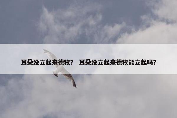 耳朵没立起来德牧？ 耳朵没立起来德牧能立起吗？