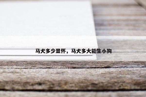 马犬多少显怀，马犬多大能生小狗