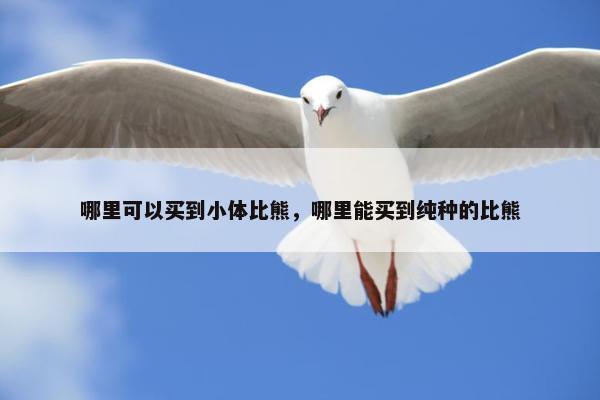 哪里可以买到小体比熊，哪里能买到纯种的比熊
