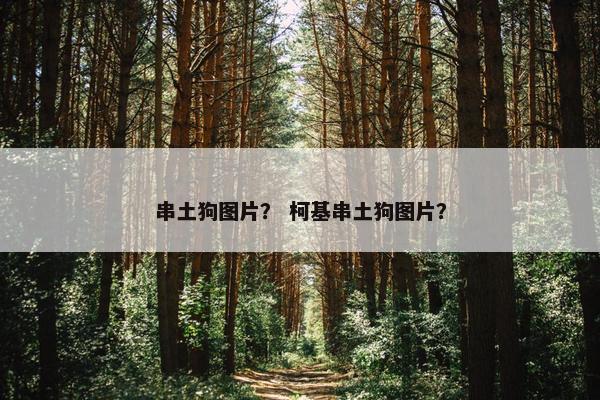 串土狗图片？ 柯基串土狗图片？