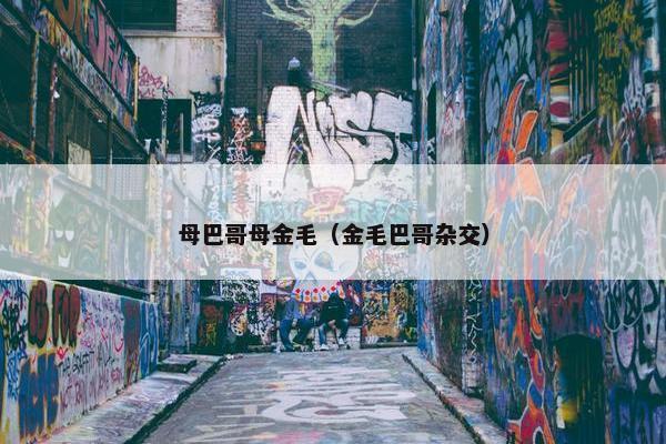 母巴哥母金毛（金毛巴哥杂交）