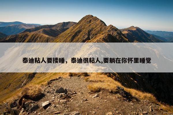 泰迪粘人要搂睡，泰迪很粘人,要躺在你怀里睡觉
