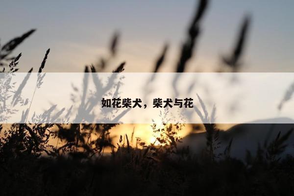 如花柴犬，柴犬与花