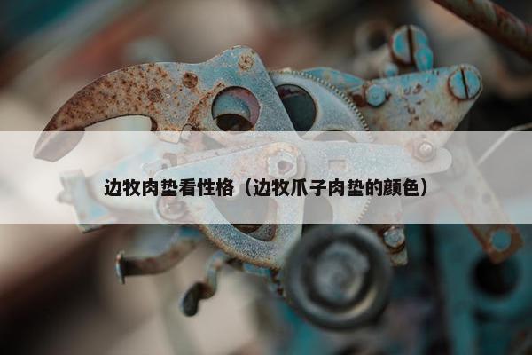 边牧肉垫看性格（边牧爪子肉垫的颜色）