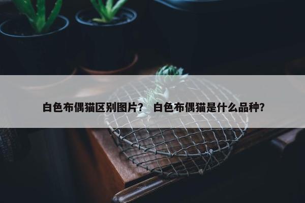 白色布偶猫区别图片？ 白色布偶猫是什么品种？