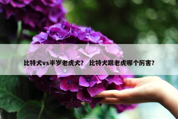 比特犬vs半岁老虎犬？ 比特犬跟老虎哪个厉害？