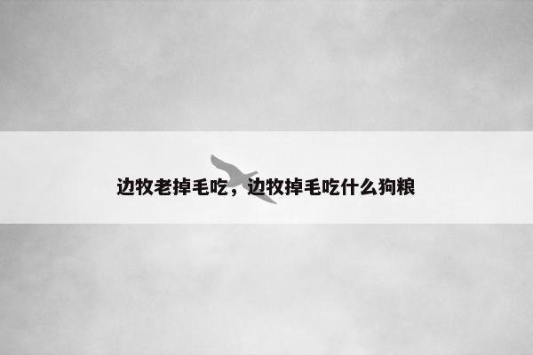 边牧老掉毛吃，边牧掉毛吃什么狗粮