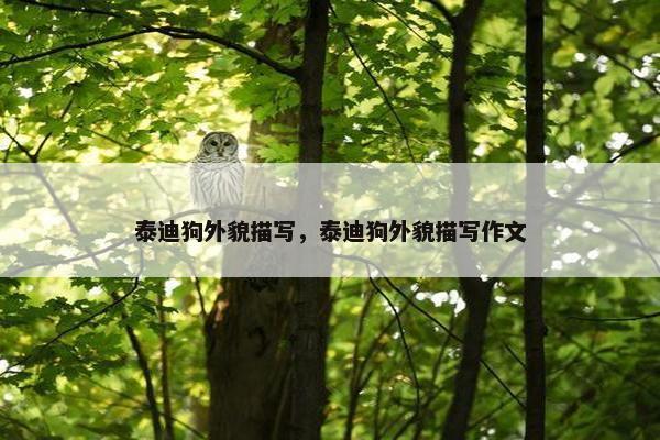 泰迪狗外貌描写，泰迪狗外貌描写作文