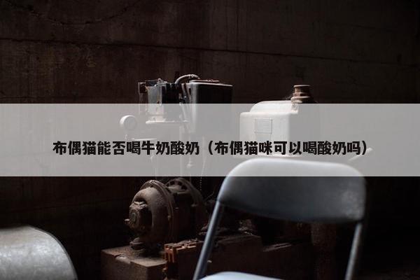布偶猫能否喝牛奶酸奶（布偶猫咪可以喝酸奶吗）