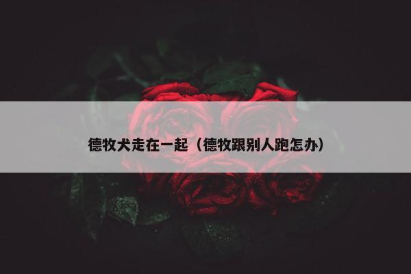 德牧犬走在一起（德牧跟别人跑怎办）