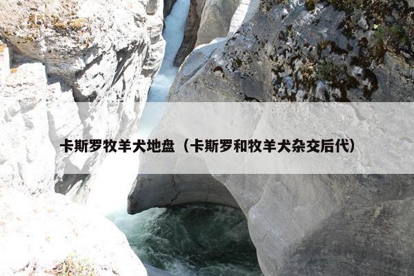 卡斯罗牧羊犬地盘（卡斯罗和牧羊犬杂交后代）