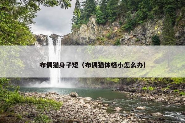 布偶猫身子短（布偶猫体格小怎么办）