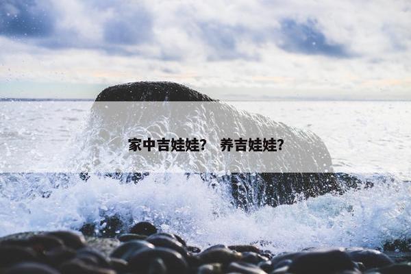家中吉娃娃？ 养吉娃娃？