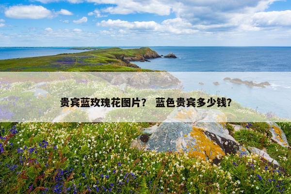 贵宾蓝玫瑰花图片？ 蓝色贵宾多少钱？