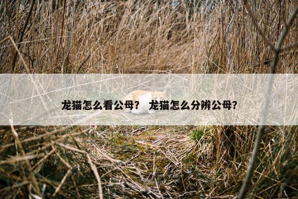 龙猫怎么看公母？ 龙猫怎么分辨公母？