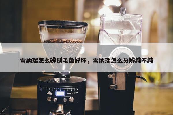 雪纳瑞怎么辨别毛色好坏，雪纳瑞怎么分辨纯不纯