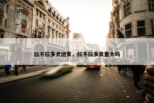 拉不拉多犬进食，拉不拉多食量大吗