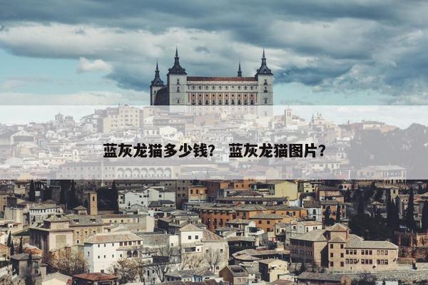 蓝灰龙猫多少钱？ 蓝灰龙猫图片？