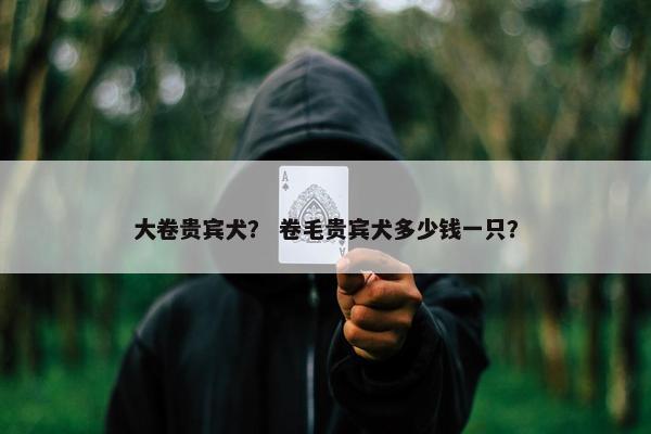 大卷贵宾犬？ 卷毛贵宾犬多少钱一只？
