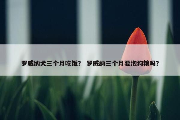 罗威纳犬三个月吃饭？ 罗威纳三个月要泡狗粮吗？