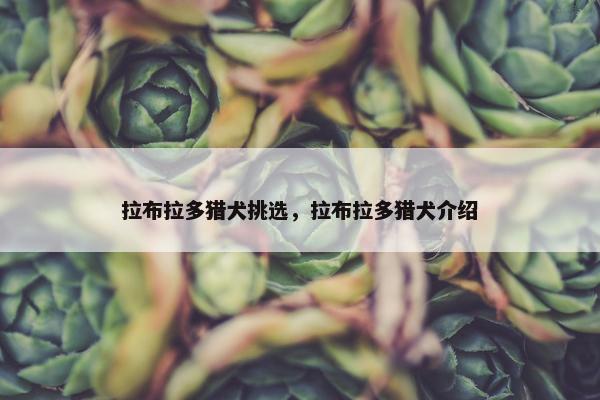 拉布拉多猎犬挑选，拉布拉多猎犬介绍