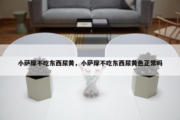 小萨摩不吃东西尿黄，小萨摩不吃东西尿黄色正常吗