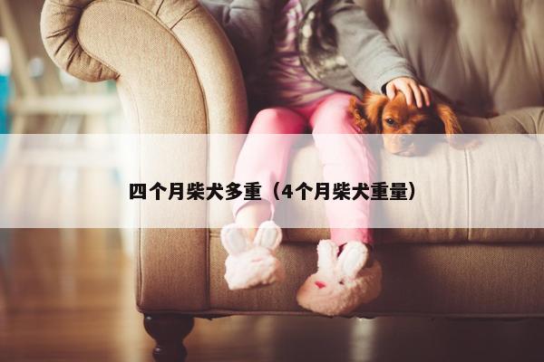 四个月柴犬多重（4个月柴犬重量）