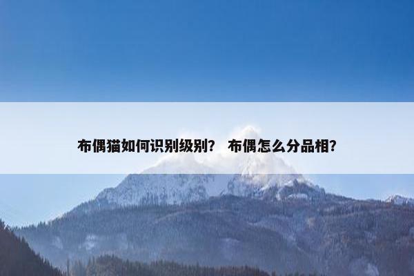 布偶猫如何识别级别？ 布偶怎么分品相？