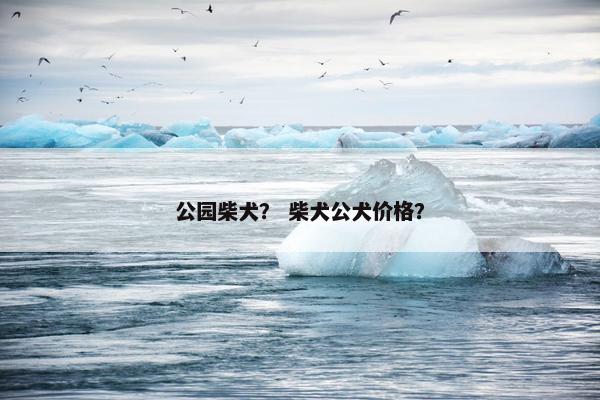 公园柴犬？ 柴犬公犬价格？