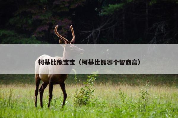 柯基比熊宝宝（柯基比熊哪个智商高）