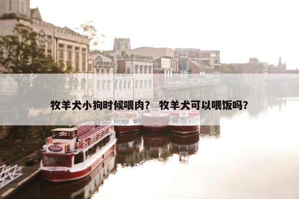 牧羊犬小狗时候喂肉？ 牧羊犬可以喂饭吗？