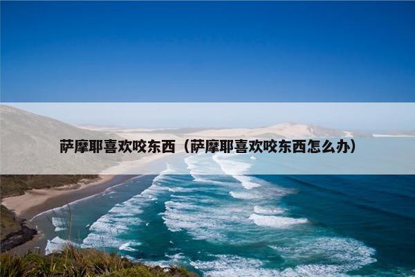 萨摩耶喜欢咬东西（萨摩耶喜欢咬东西怎么办）
