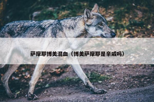 萨摩耶博美混血（博美萨摩耶是亲戚吗）