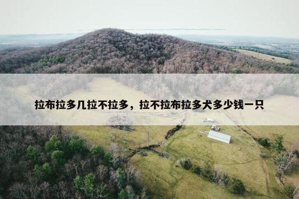 拉布拉多几拉不拉多，拉不拉布拉多犬多少钱一只