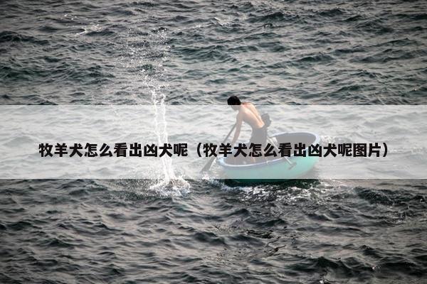 牧羊犬怎么看出凶犬呢（牧羊犬怎么看出凶犬呢图片）