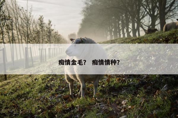 痴情金毛？ 痴情情种？