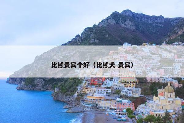 比熊贵宾个好（比熊犬 贵宾）