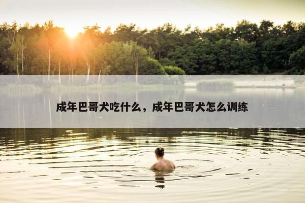 成年巴哥犬吃什么，成年巴哥犬怎么训练