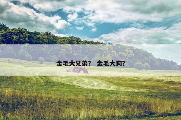 金毛大兄弟？ 金毛大狗？